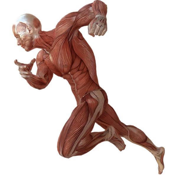 Male body without skin, anatomy and muscles 3d illustration isol